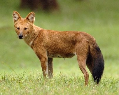 Dhole - Simple English Wikipedia, the free encyclopedia