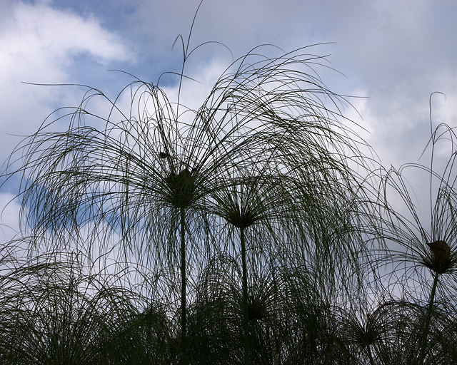 File:Cyperus papyrus7.jpg