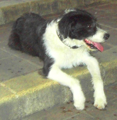 File:Dog in Nice.jpg