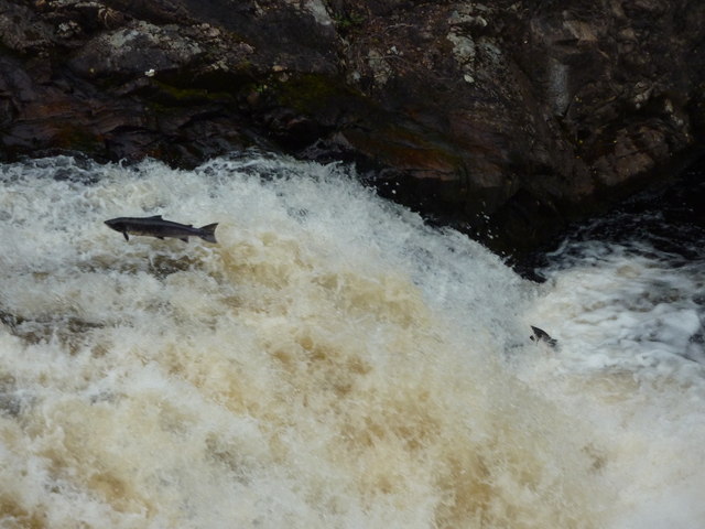 File:Falls of Shin - geograph.org.uk - 2003974.jpg