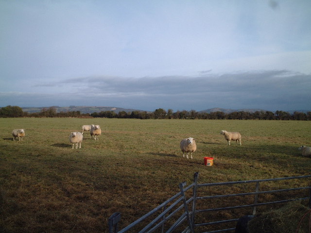 File:Field of Sheep - geograph.org.uk - 84695.jpg