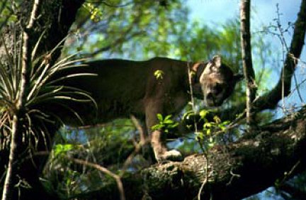 File:Fl panther.jpg