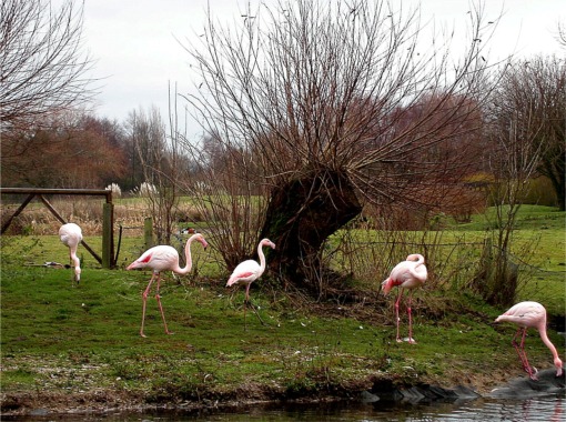 Flamingos at Martin Mere - geograph.org.uk - 327742