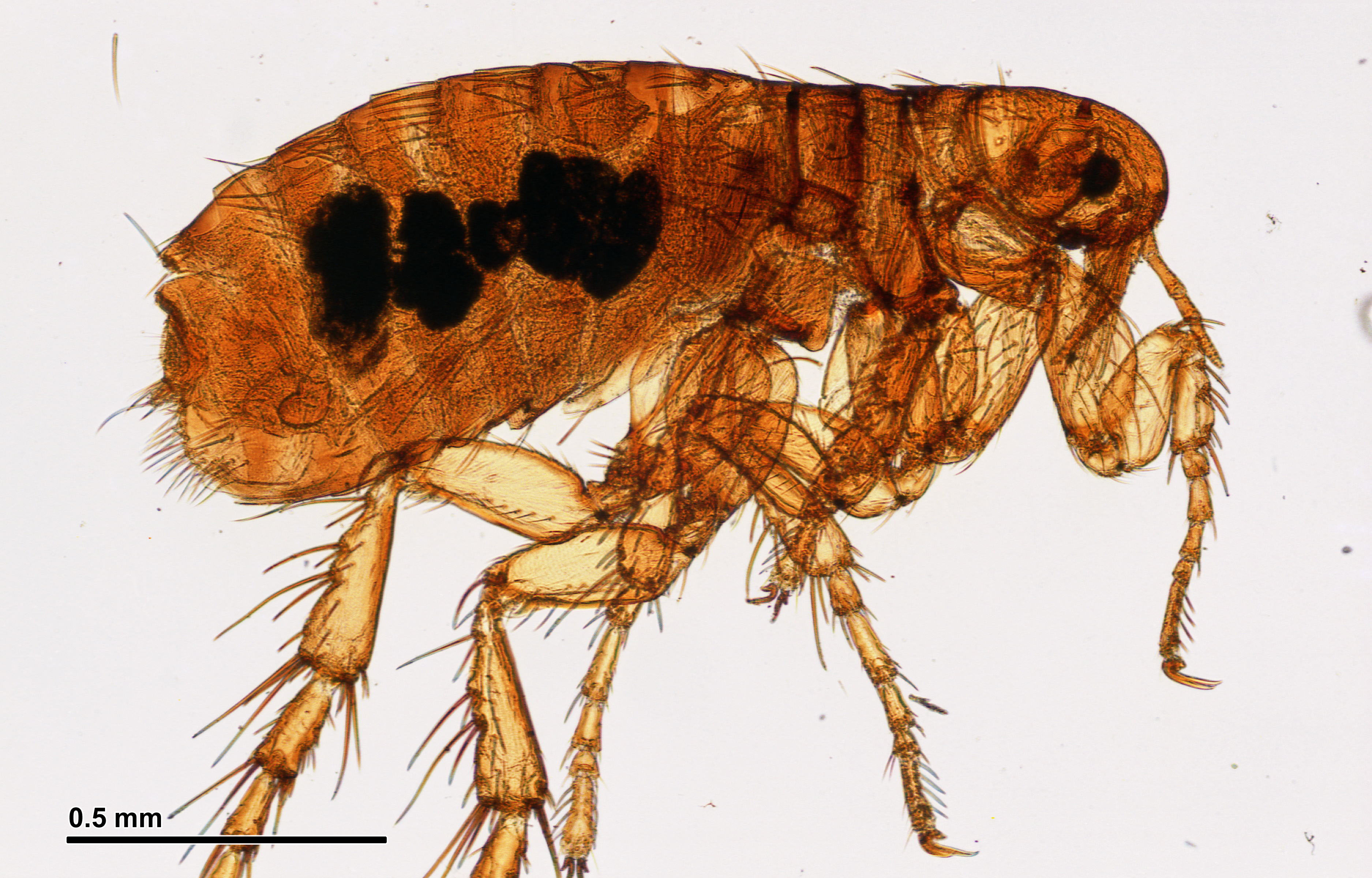 Блоха это насекомое. Крысиная блоха Xenopsylla cheopis.