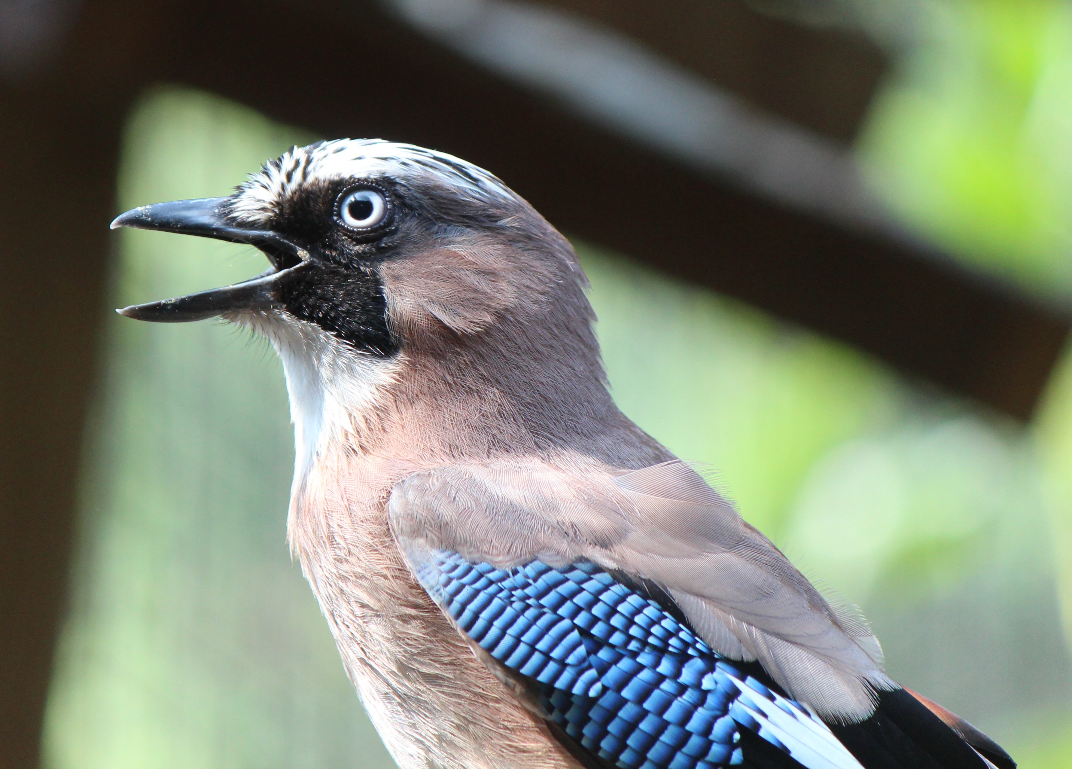 Garrulus glandarius (captive).jpg