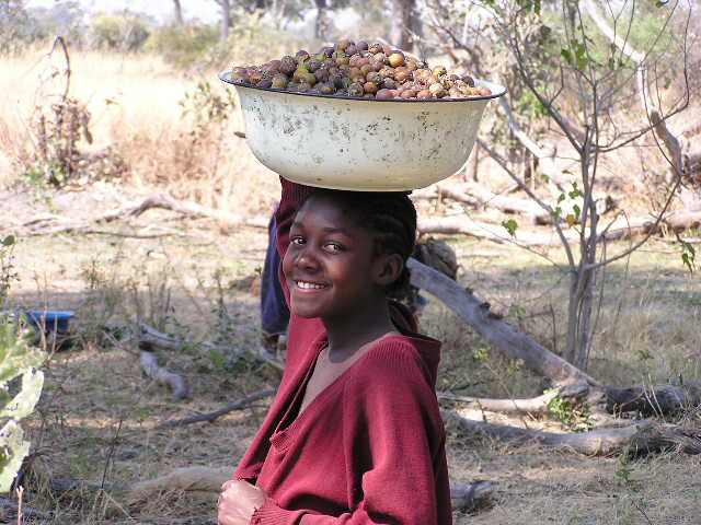 File:Gathering food in the Okavango.jpg