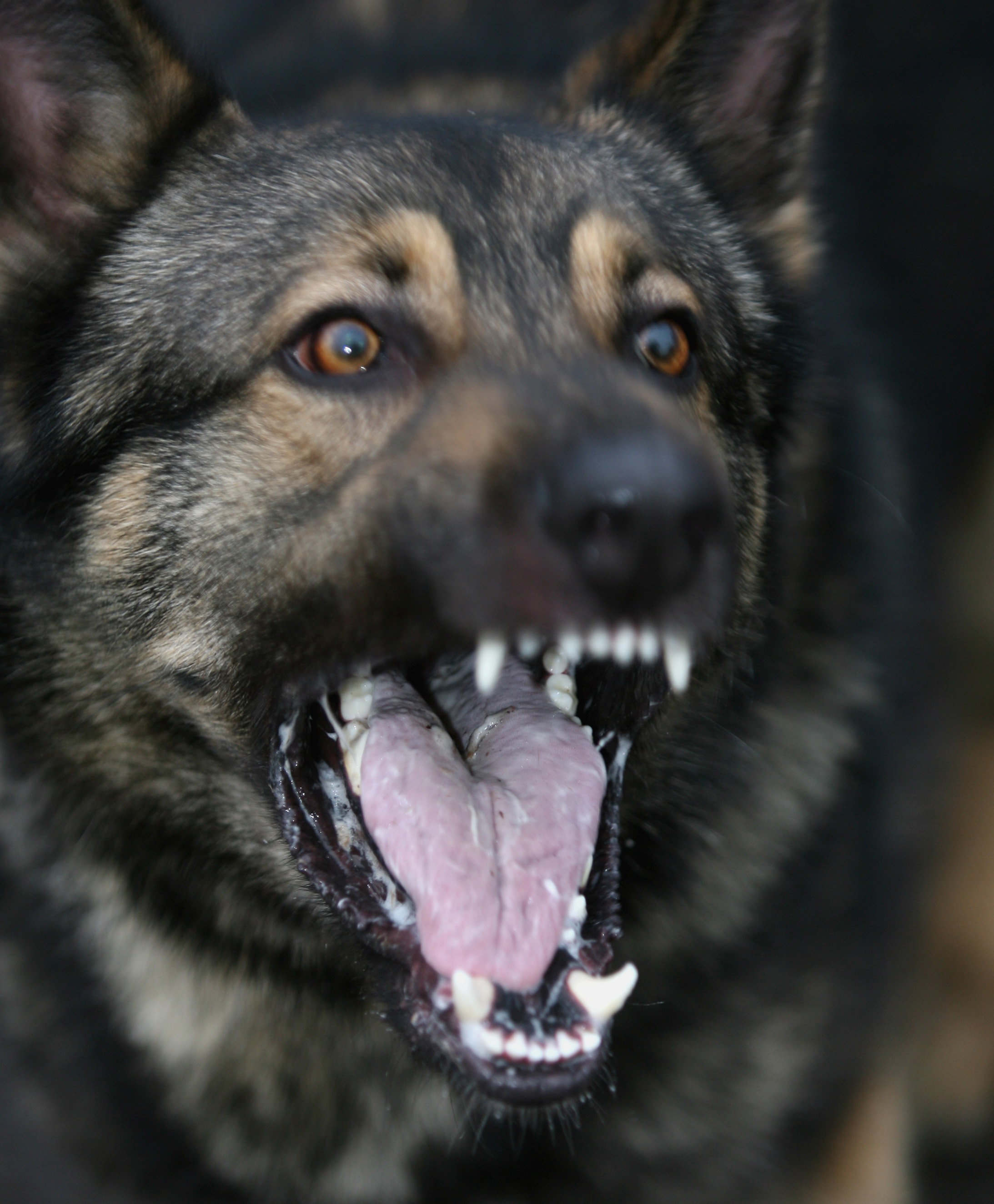 German Shepherd Military Working Dog MOD 45149289.jpg. w:Privacy and Electr...