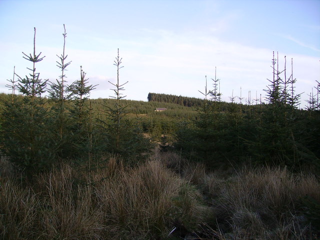 File:Gisburn Forest - geograph.org.uk - 163923.jpg