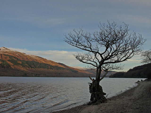 File:Gnarled Tree, Loch Lomond - geograph.org.uk - 1066863.jpg