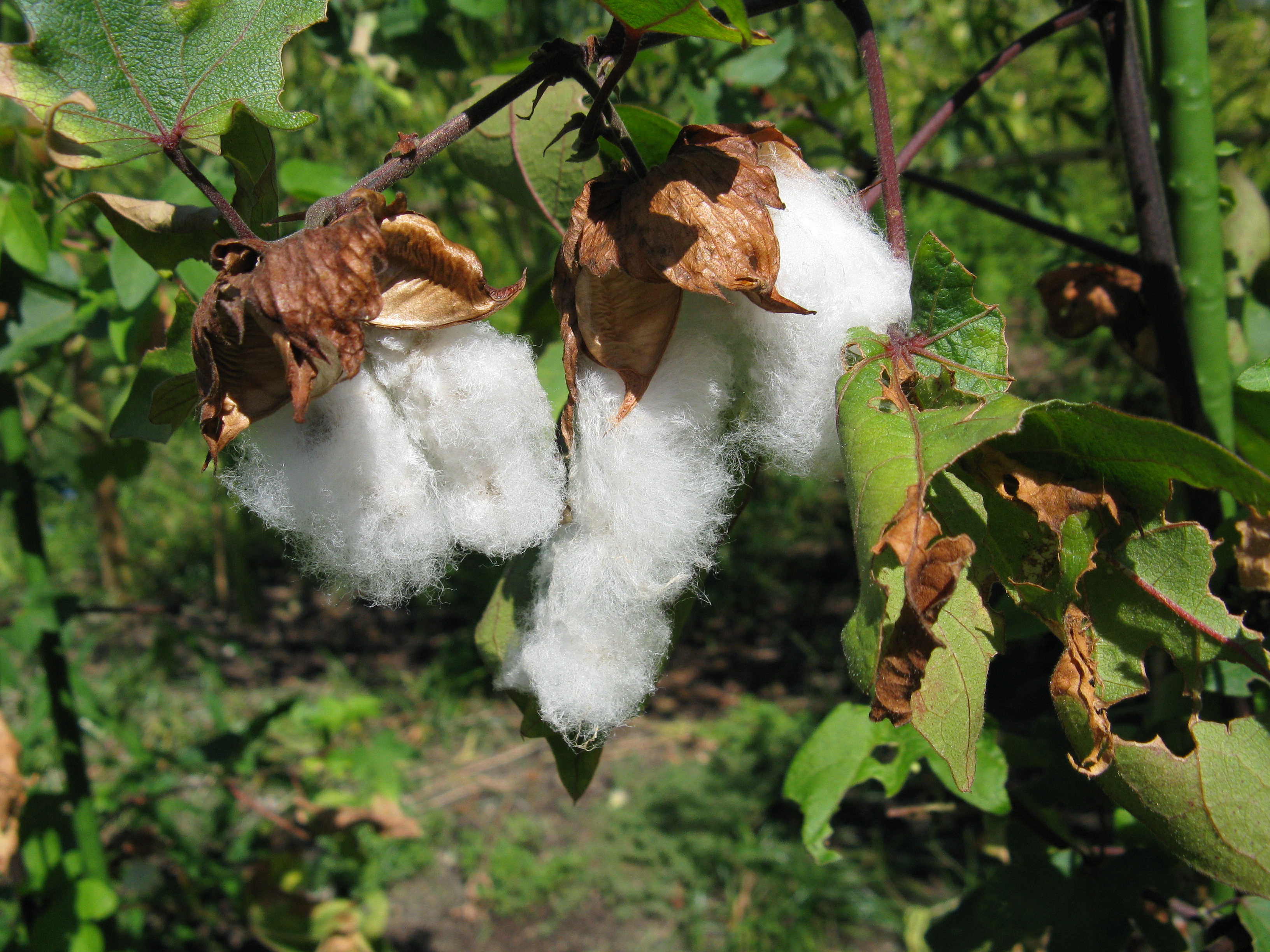 Gossypium arboreum - Wikipedia