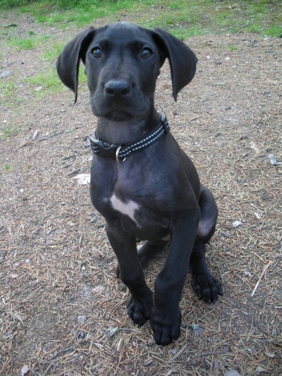 File:Grand Danois - 10 weeks old.jpg