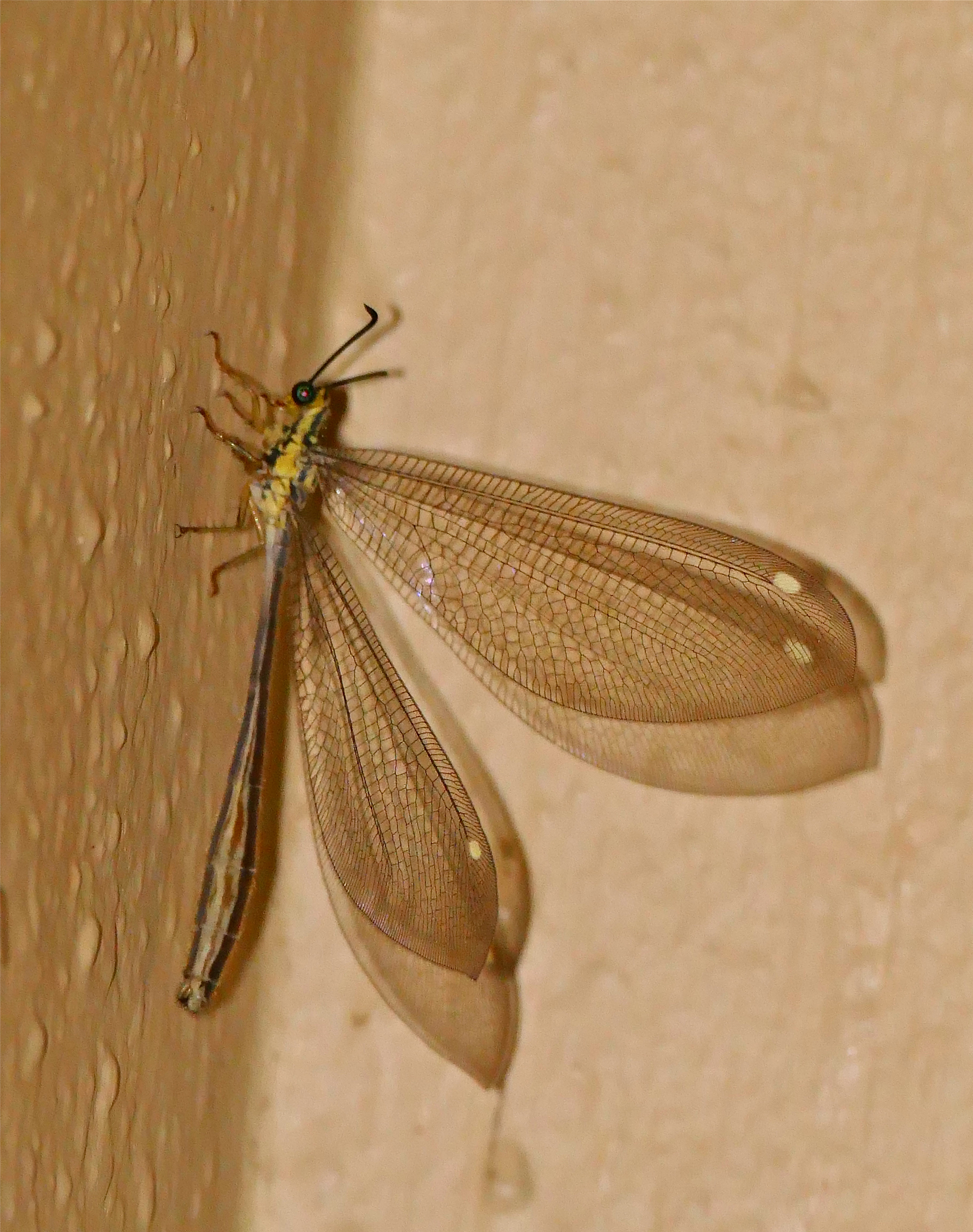 Gregarious Antlion (Hagenomyia tristis) (16438376079).jpg