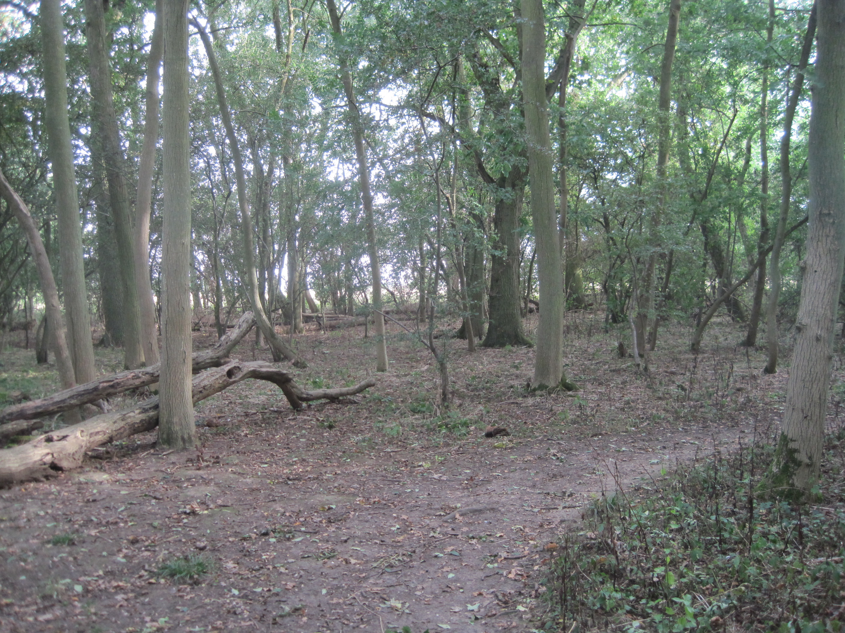 Hardwick Wood