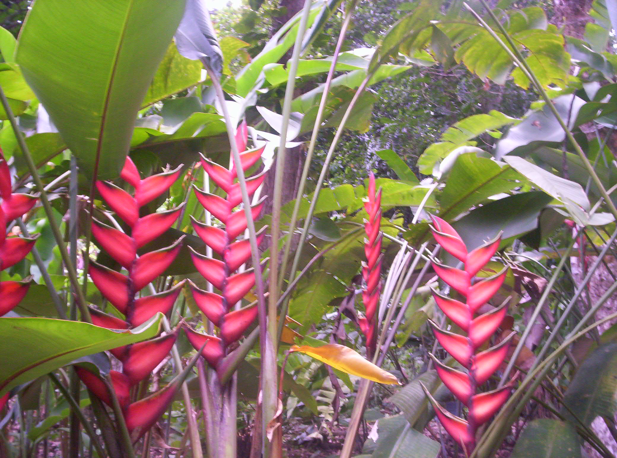 File:Heliconia latispatha Río de  - Wikimedia Commons