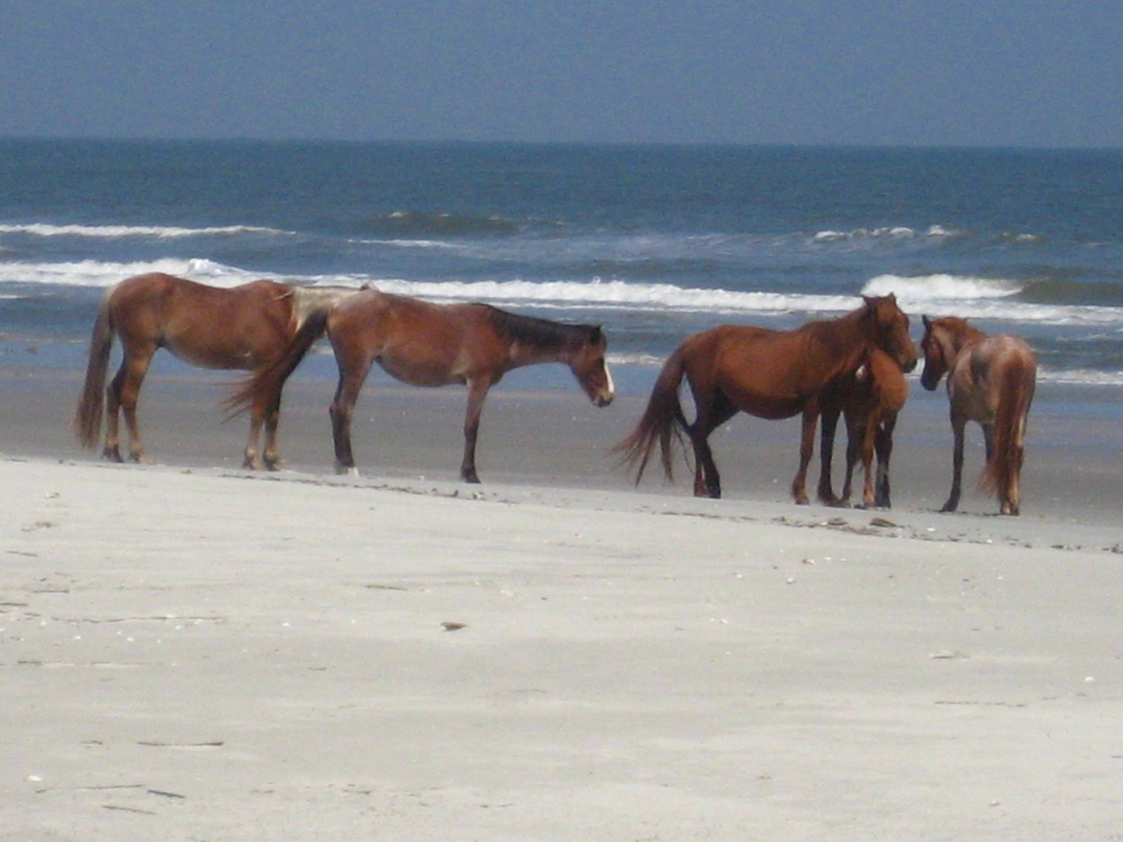 The Wild Horses of Cumberland Island