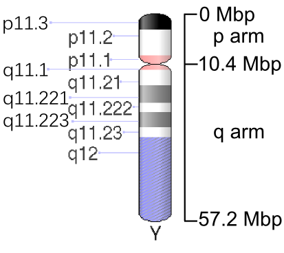 Human chromosome Y - 550 bphs