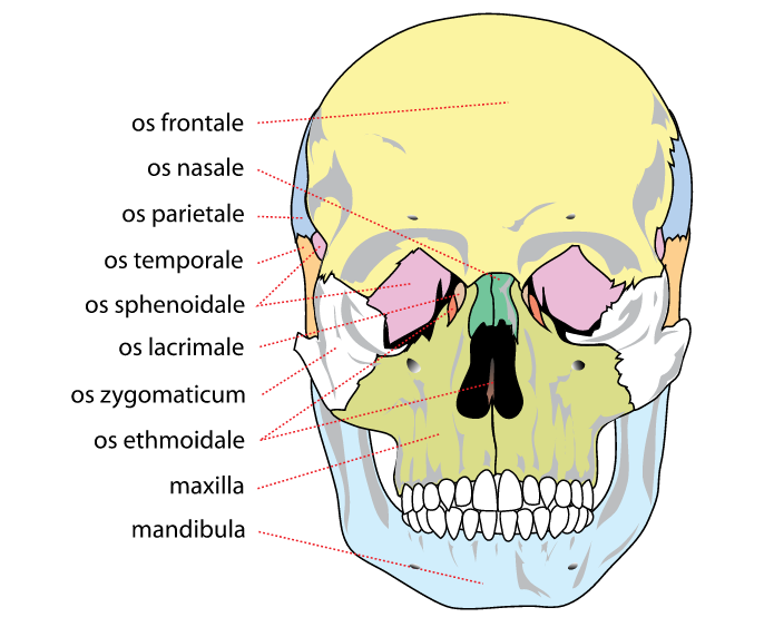 File:Human skull front bones rendersvg.png