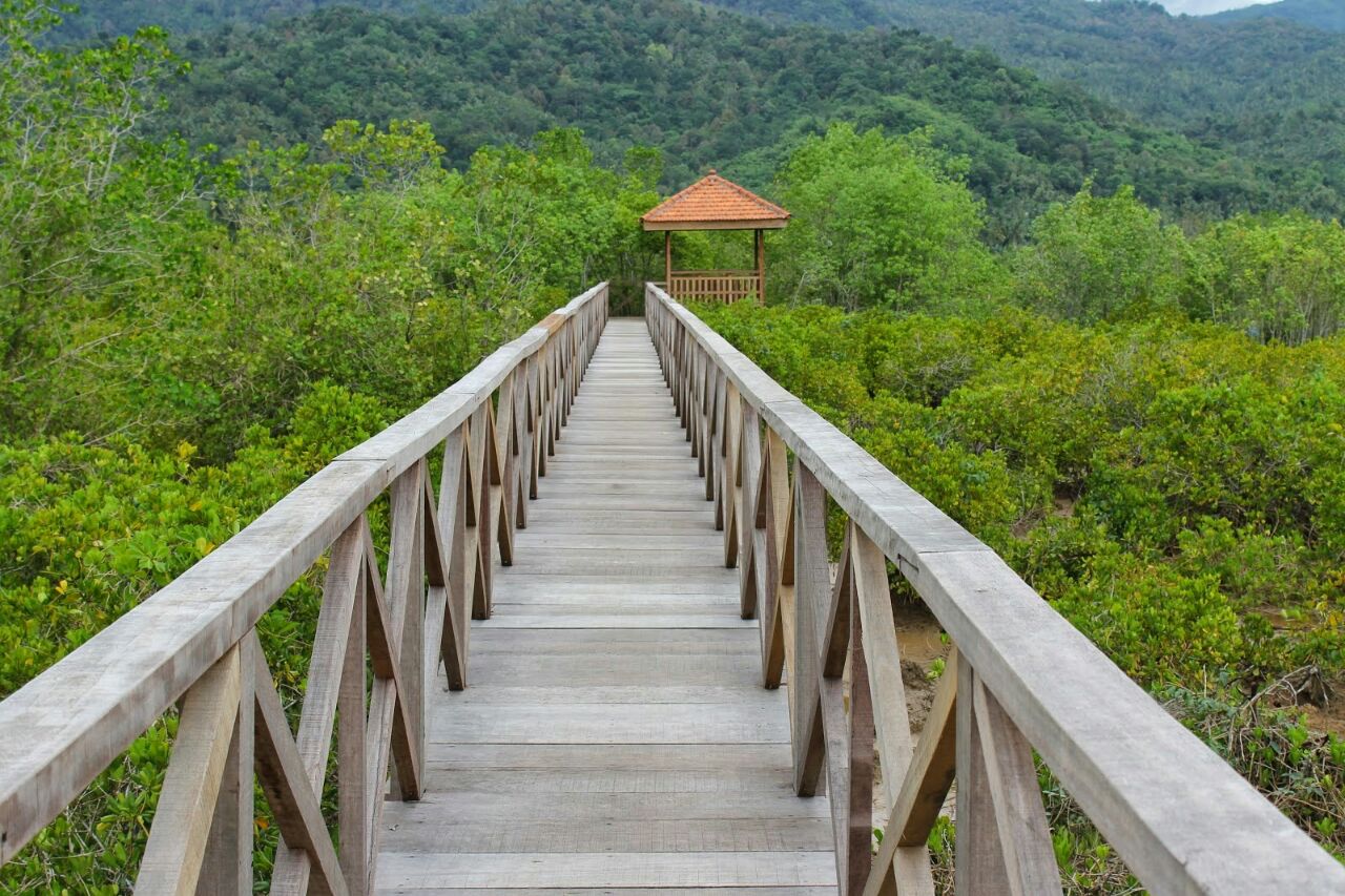 File Hutan Mangrove Pancer Cengkrong Jpg Wikimedia Commons