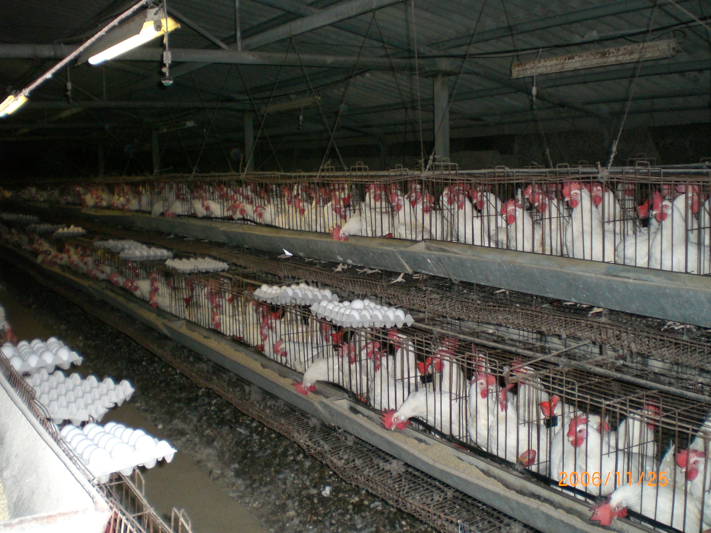 Jaula En Bateria Para Gallinas Ponedoras Wikipedia La