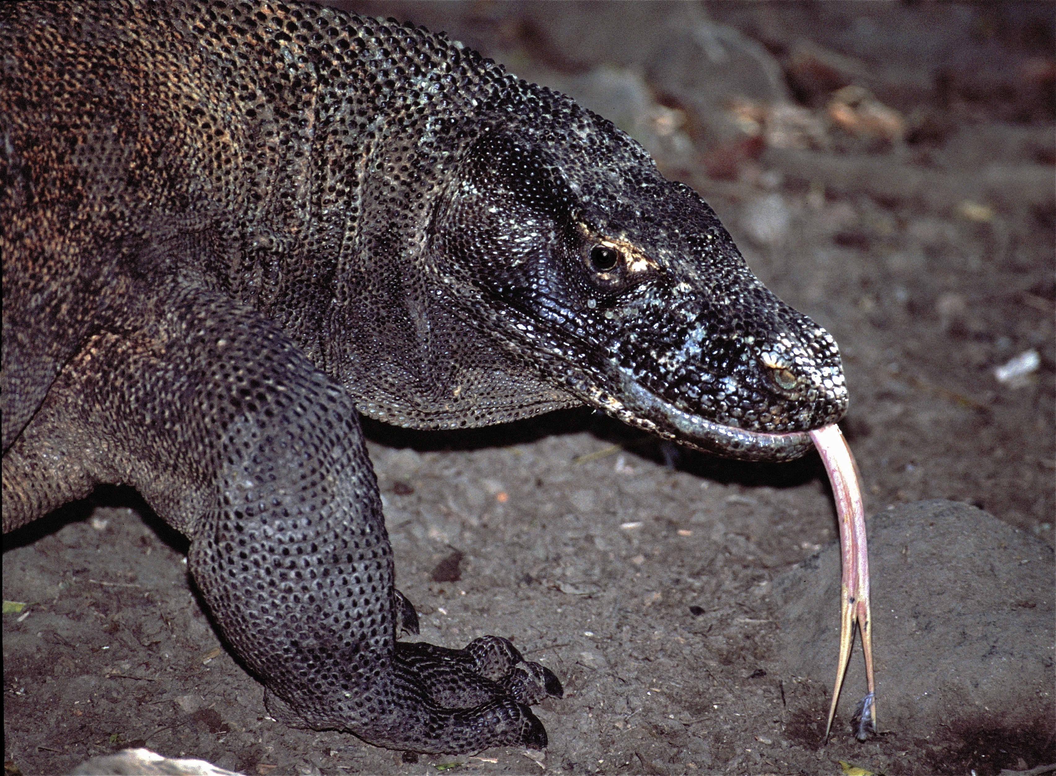 Komodo Dragon Varanus komodoensis (7880730644).jpg