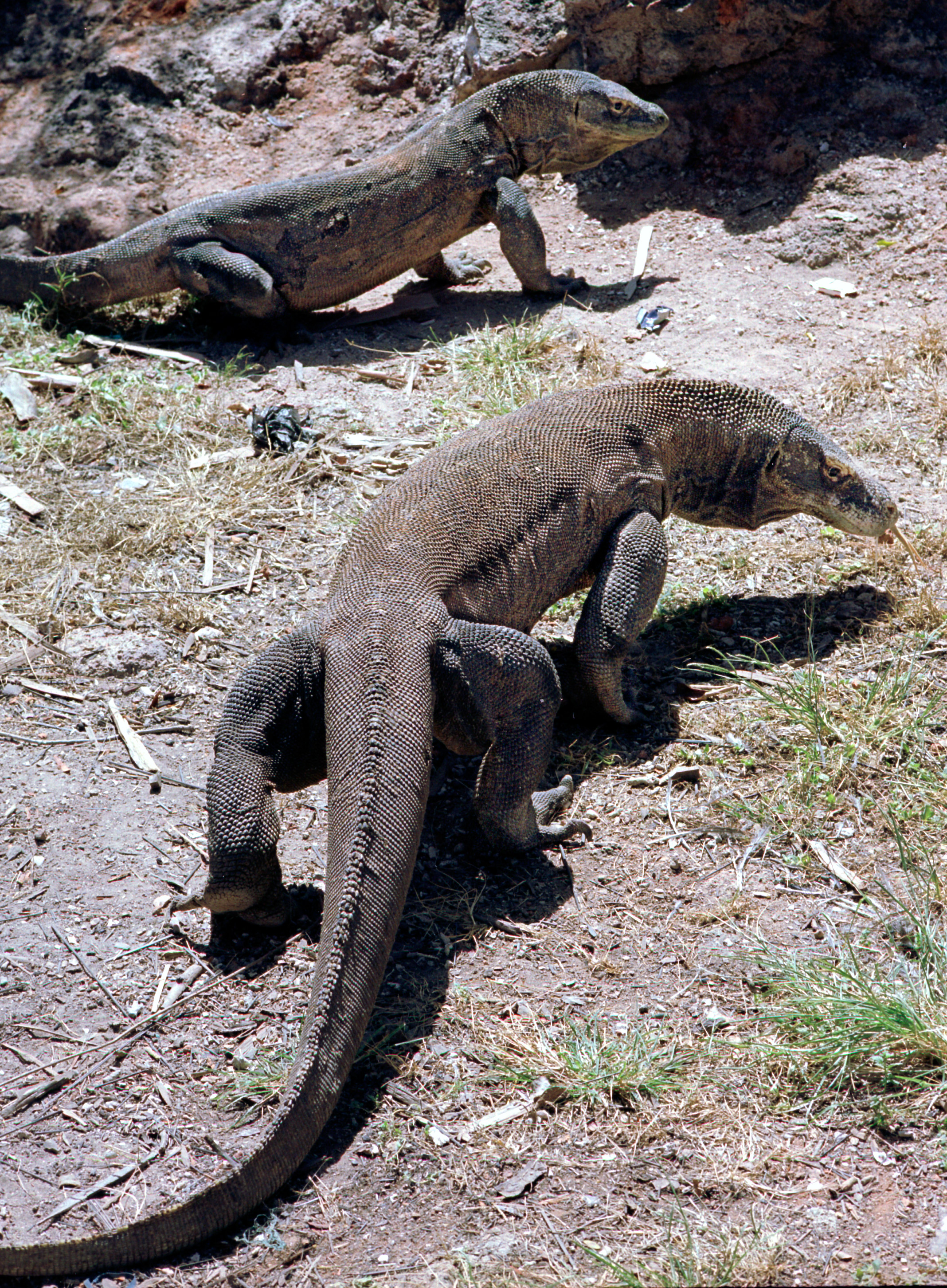 Komodo_Dragons_in_the_wild_on_Rinca_island_Indonesia..jpg