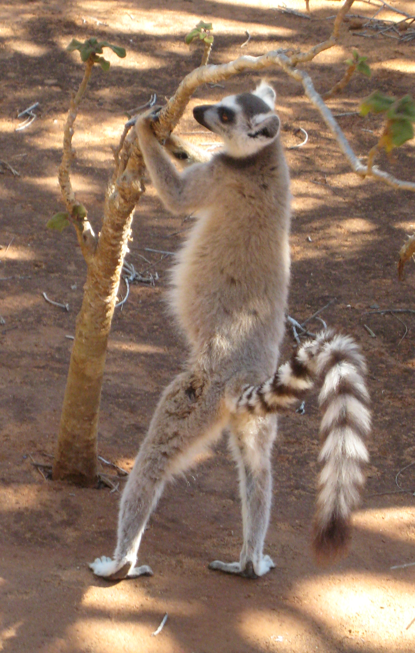 The ring-tailed lemur (Lemur catta). | Help Change The World. The Future Of  The County Is Now.