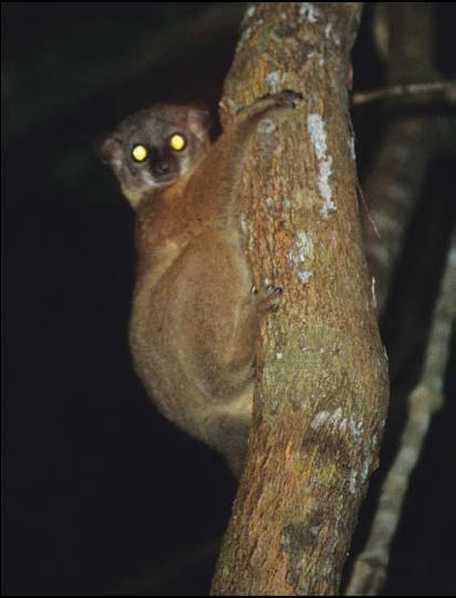 File:Lepilemur randrianasoli a.PNG