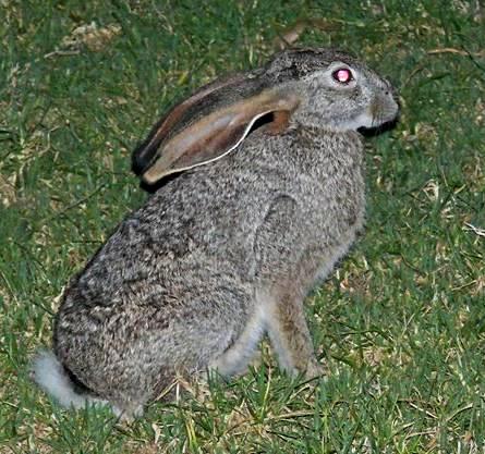 The average litter size of a Scrub hare is 1