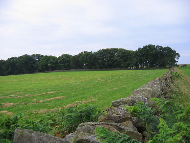 File:Linburn Hall Wood - geograph.org.uk - 522592.jpg