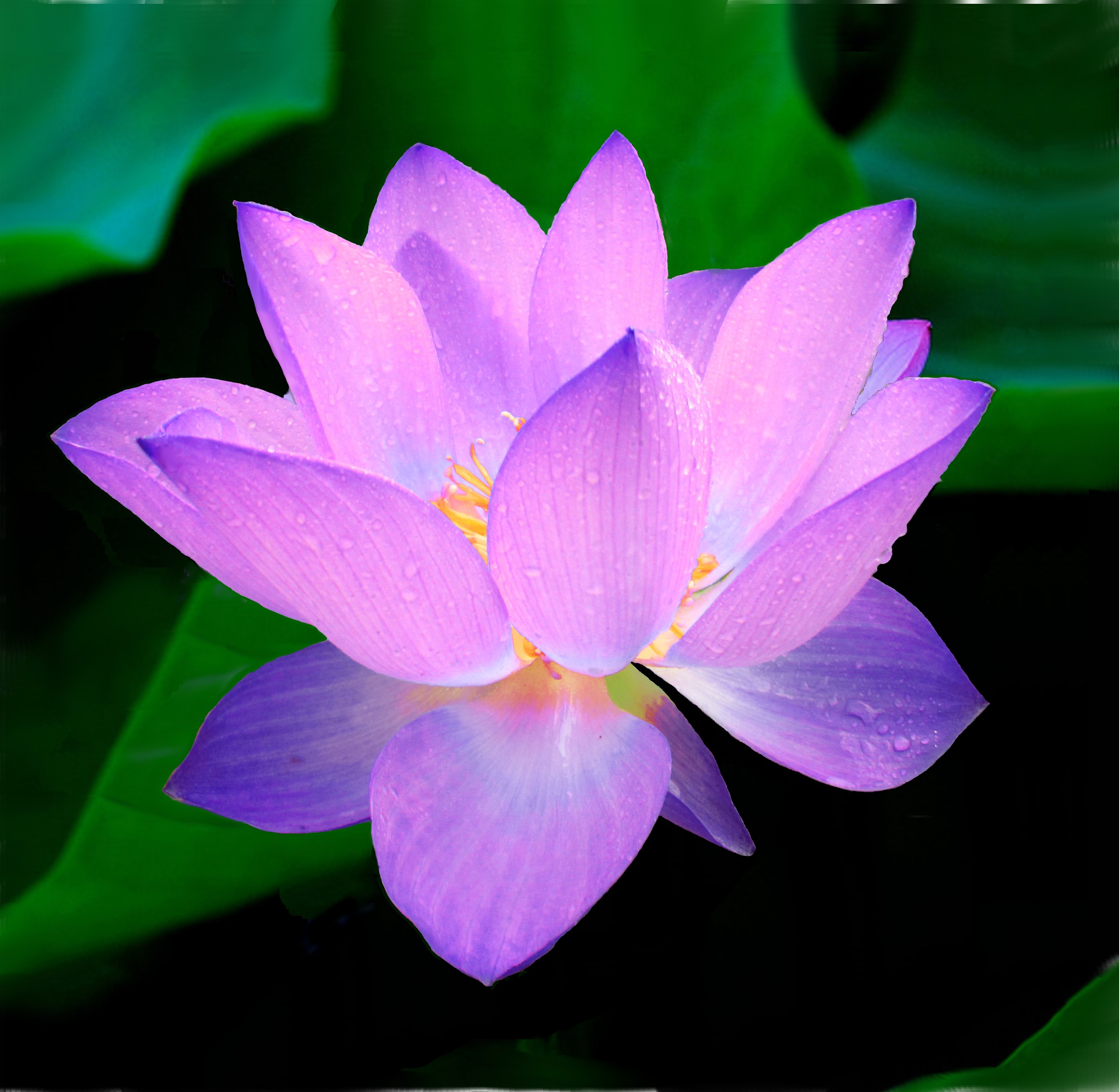 File:Lotus-215460.jpg - Wikimedia Commons