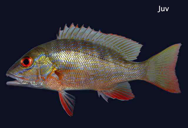 File:Lutjanus analis juvenile.jpg