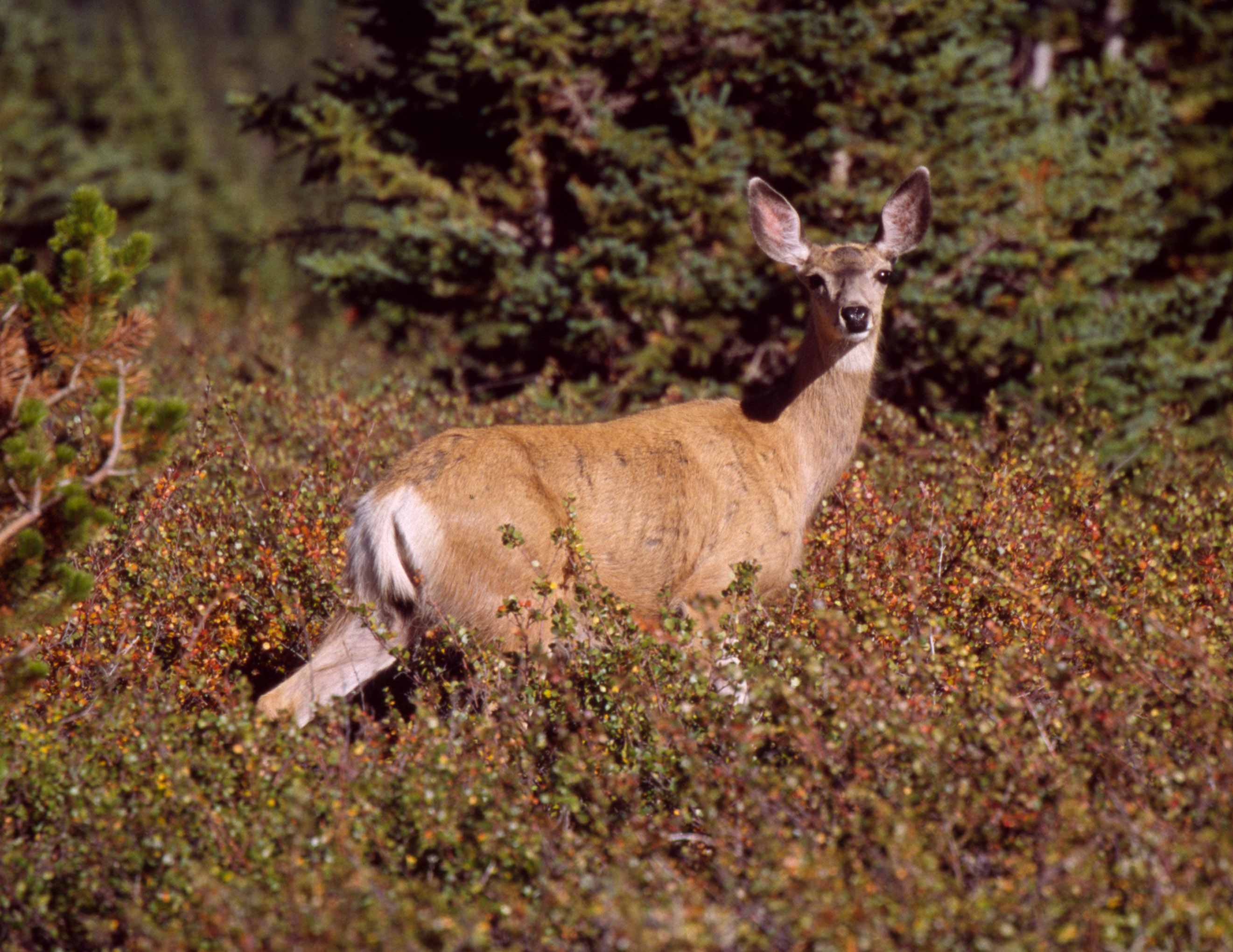 Mule Deer