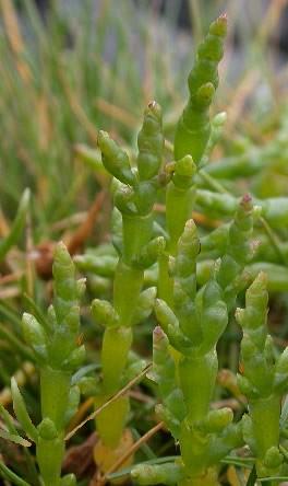 <span class="mw-page-title-main">Samphire</span> Common name for multiple species of plants