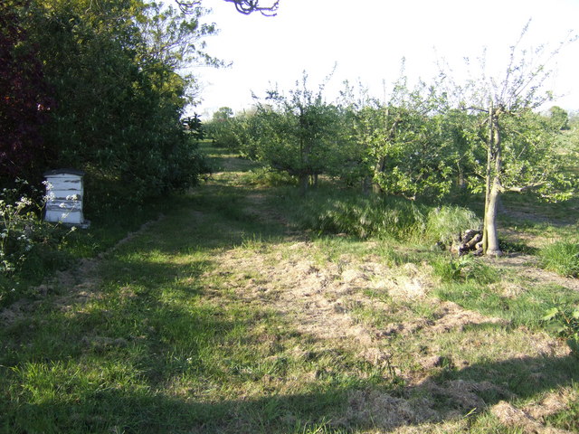 File:Orchards at Old East End Farm - geograph.org.uk - 421275.jpg