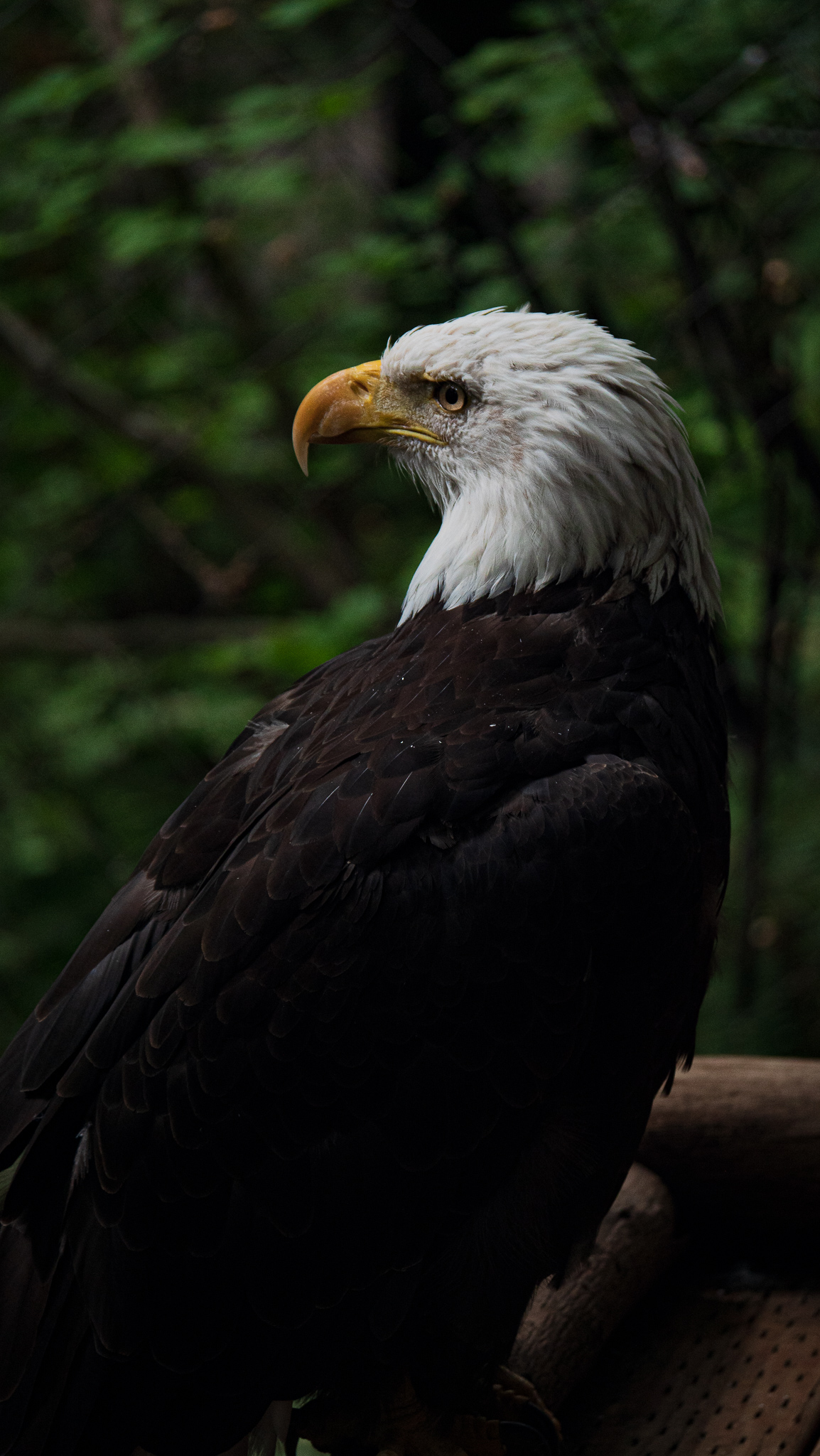 Bald eagle  Oregon Zoo