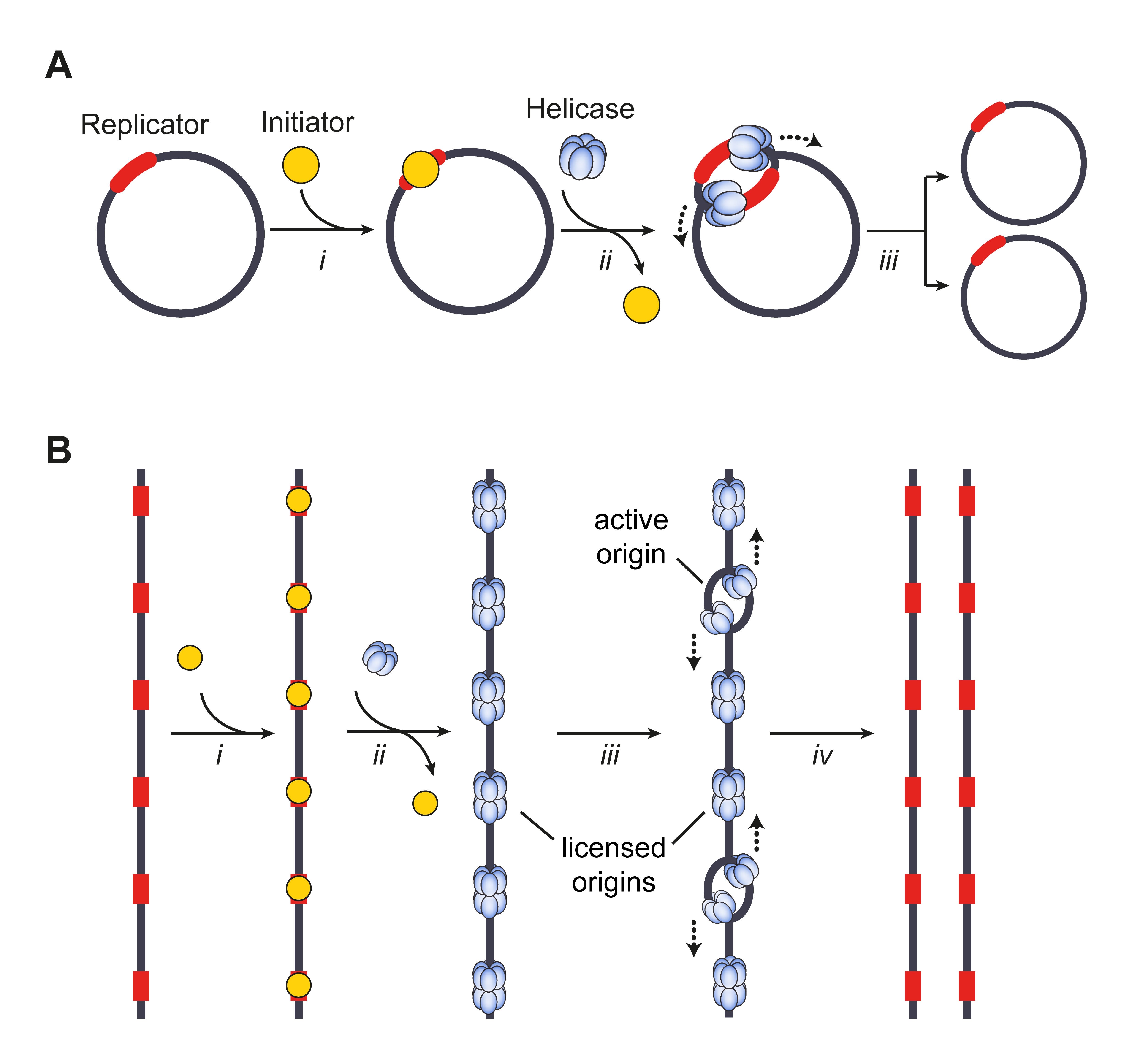 origin of replication bacteria