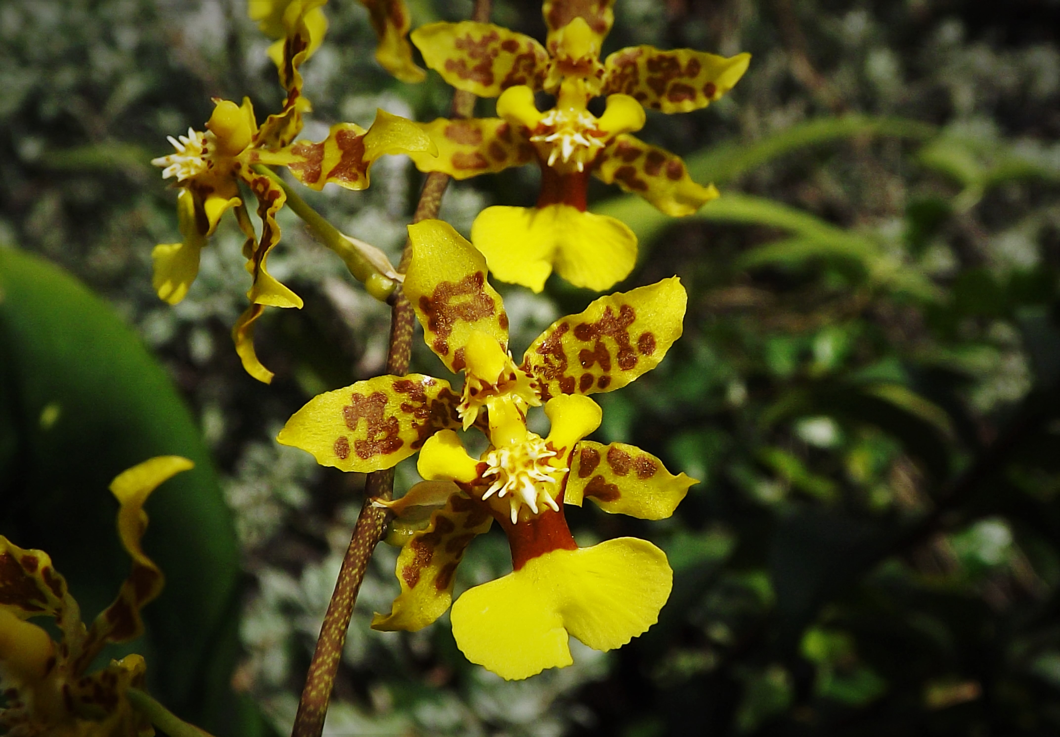 File:Orquídeas Venezolanas (Oncidium cebolleta).JPG - Wikimedia Commons