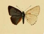 <i>Philiris dinawa</i> Species of butterfly