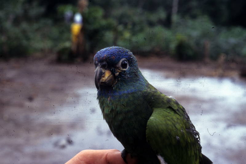 File:Pionus menstruus DT Z Shaime 97001 (20845102856).jpg