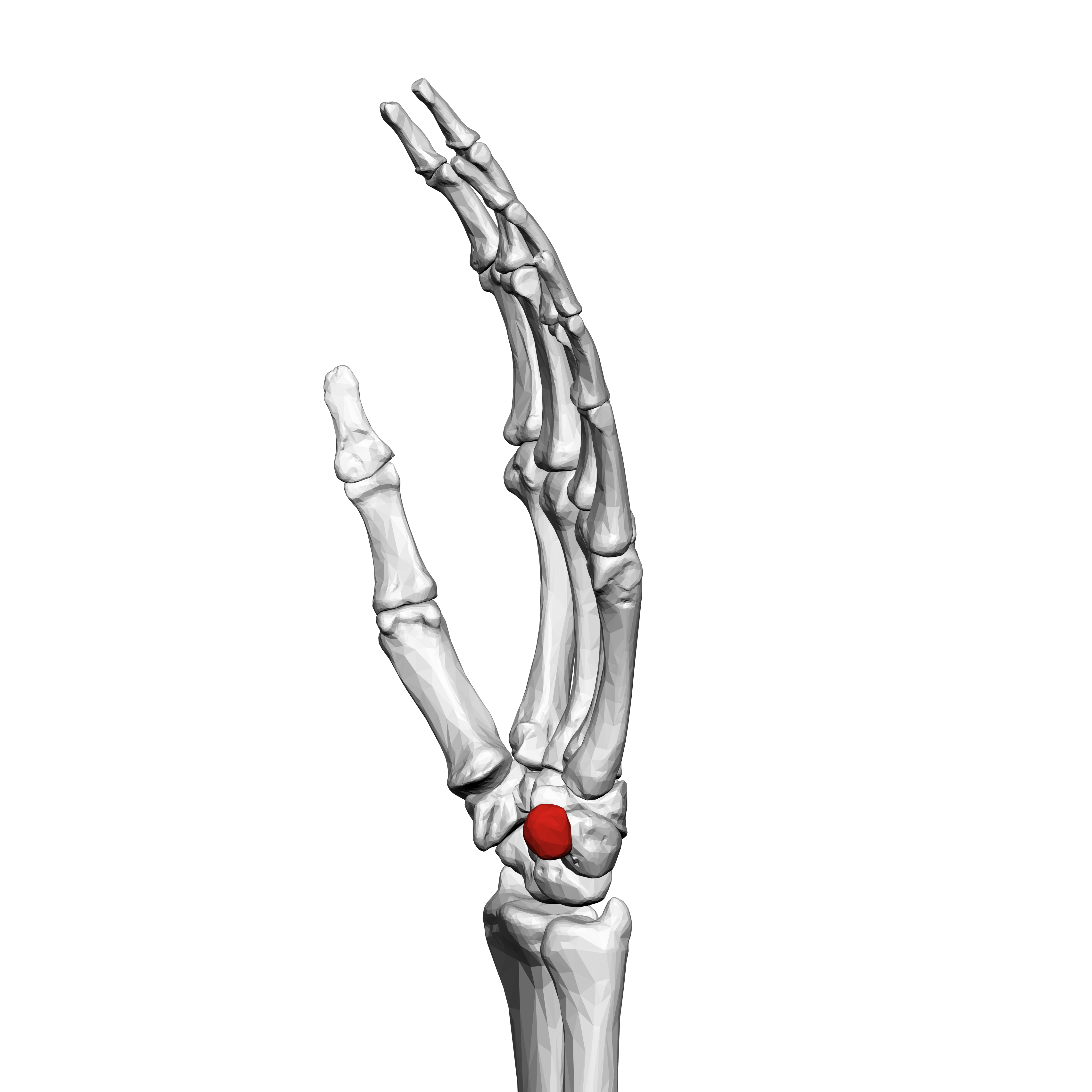 left skeleton hand drawing