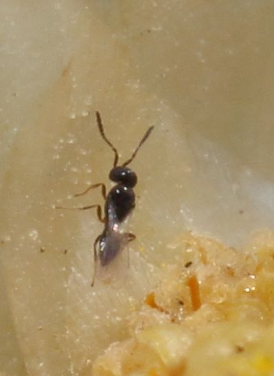 File:Platygastridae 2019 08 10 6402.jpg