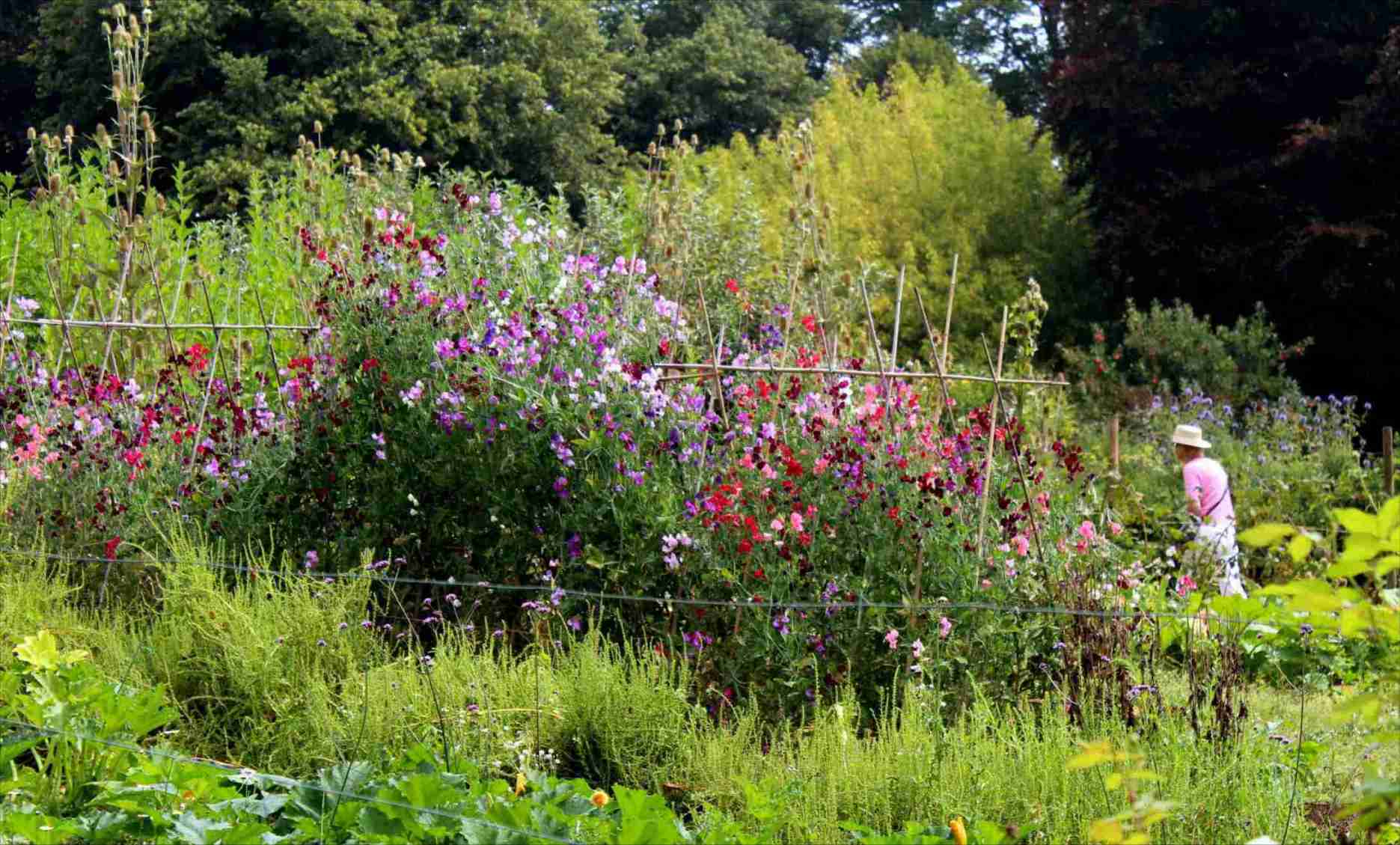 Kitchen garden - Wikipedia