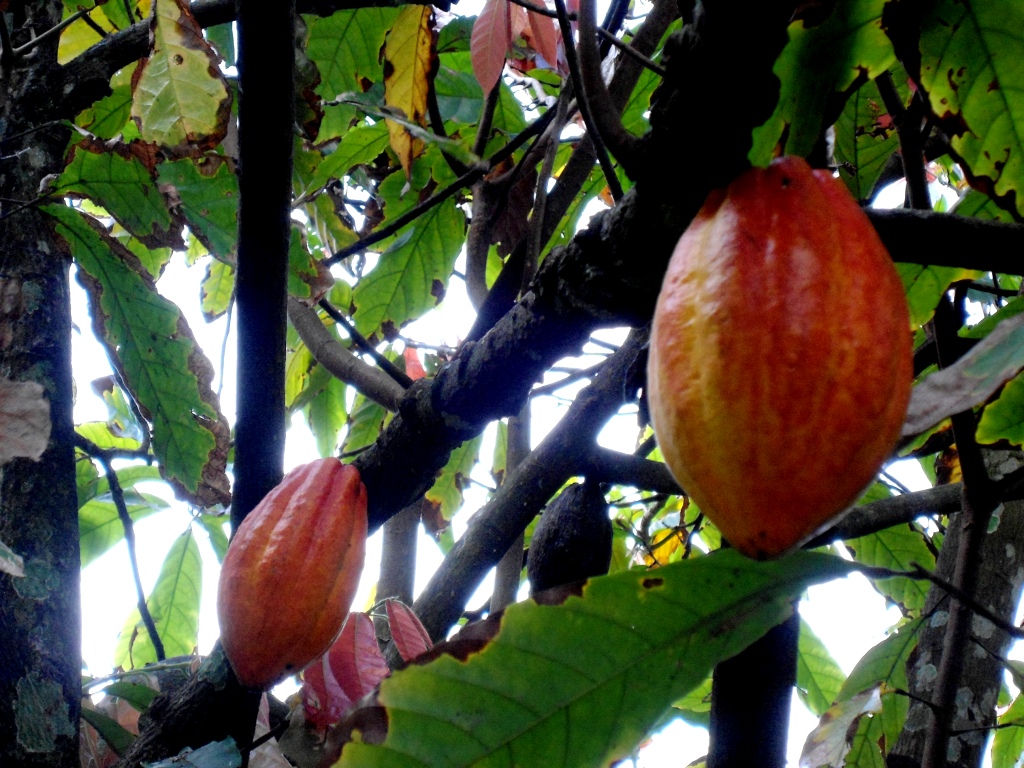 Image result for cocoa cultivation Wikimedia Commons