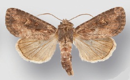 <i>Resapamea passer</i> species of insect