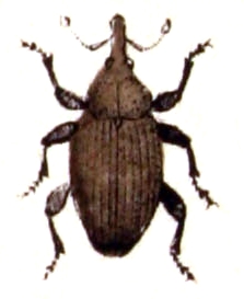 <i>Rhinusa linariae</i> Species of beetle