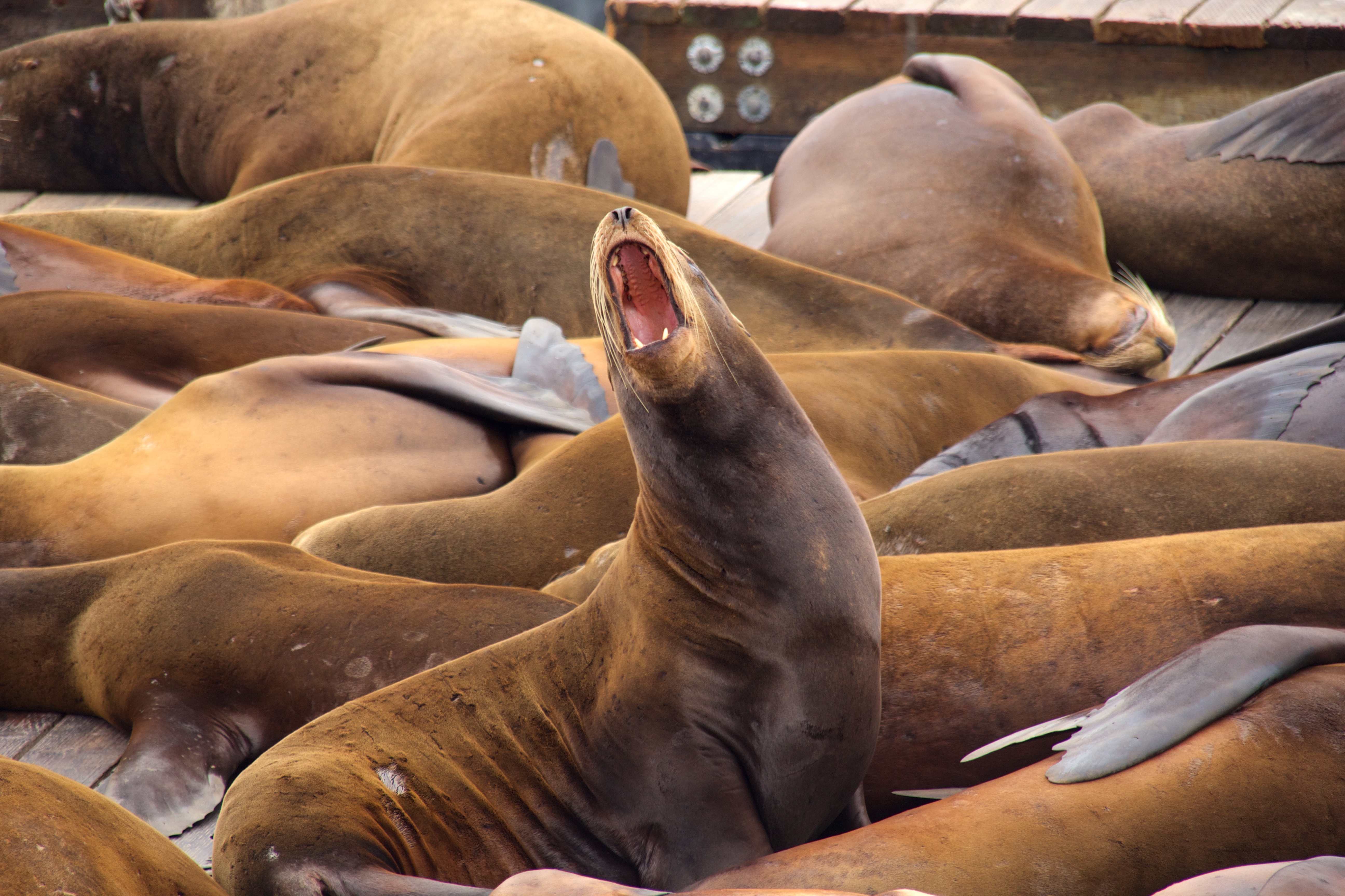 File:California, San Francisco, Pier 39, sea lions.jpg - Wikimedia Commons