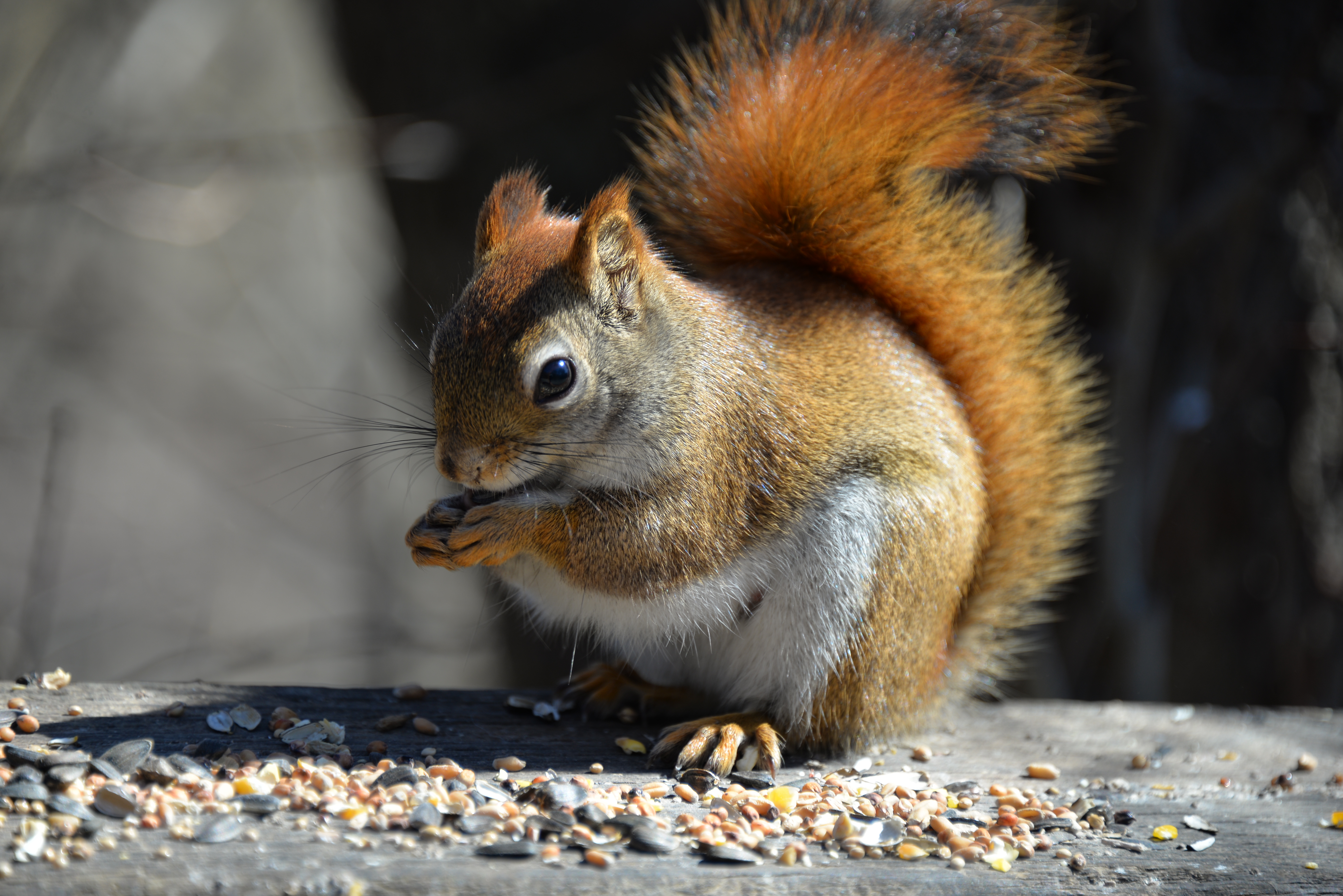 Главные белки. Красная белка (Tamiasciurus hudsonicus). Красная белка (очковая). Представитель рода Tamiasciurus.