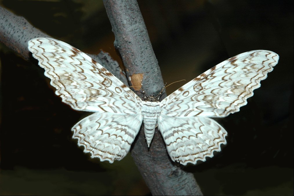 The Moth - Wikipedia