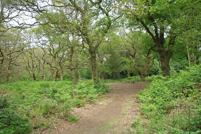 File:Twisted Oaks - geograph.org.uk - 1324983.jpg