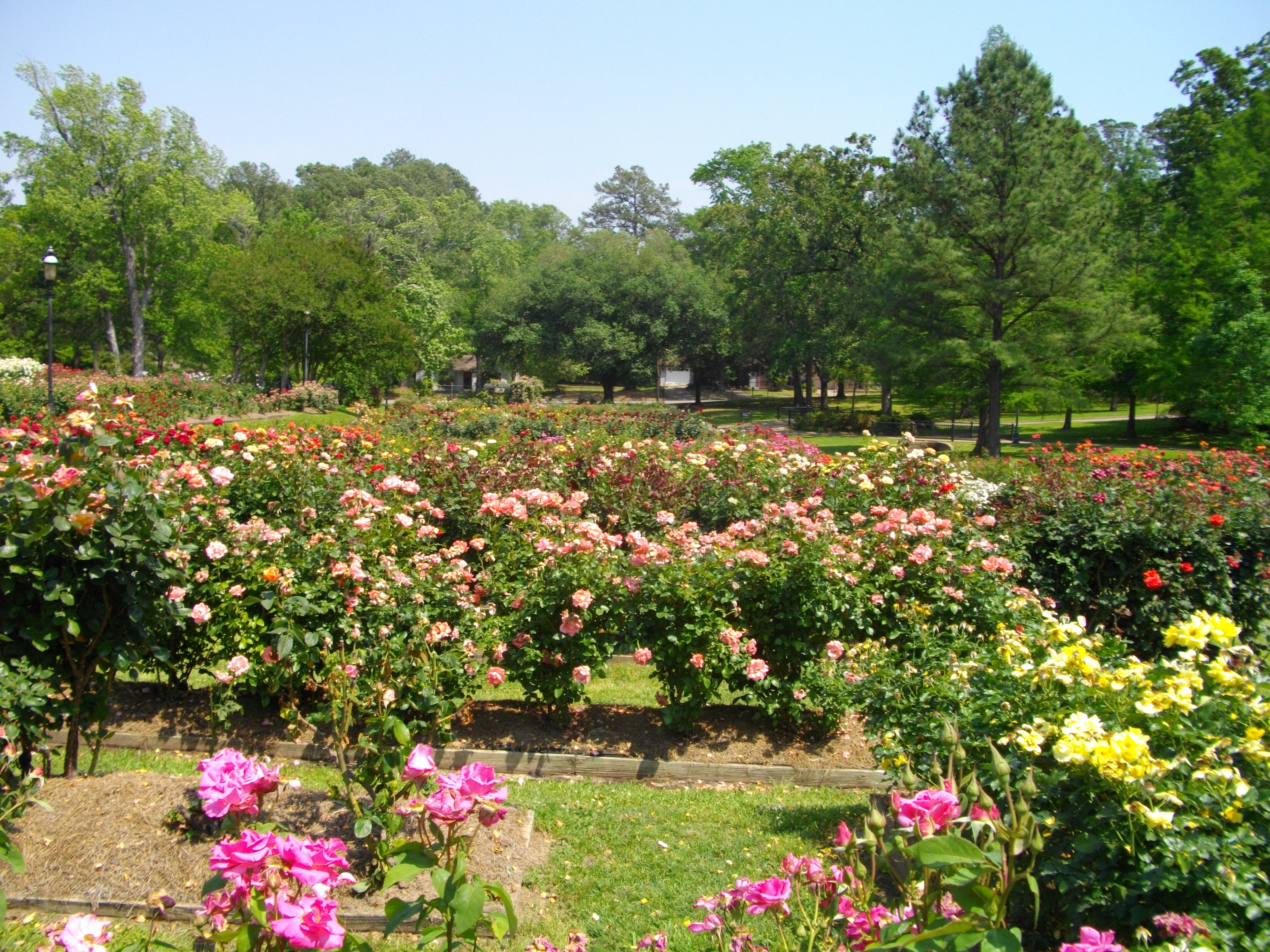 File Tyler Rose Garden Jpg Wikimedia Commons